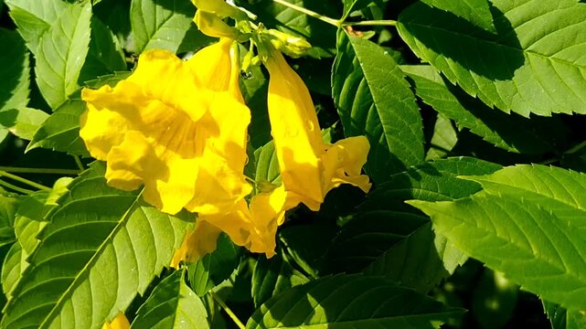Close up of yellow bells flower Tecoma stans with soft bokeh background