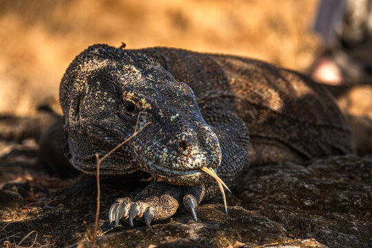 Komodo dragon ( Varanus komodoensis ) with the forked tongue sniff air. Biggest in the world living lizard in natural habitat. Island Rinca. Indonesia.