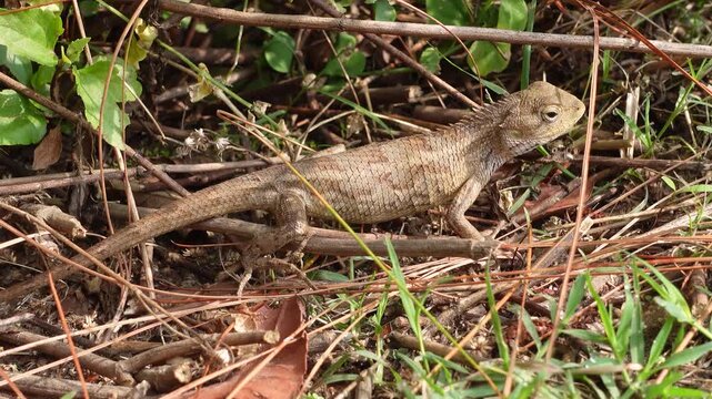 Garden Lizard closeup in Natural Habitat