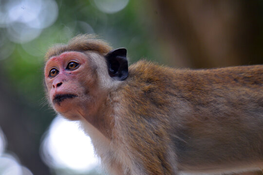The term "Red Monkey" in Sri Lanka typically refers to the Toque Macaque (Macaca sinica), a small, golden-brown monkey endemic to the island,