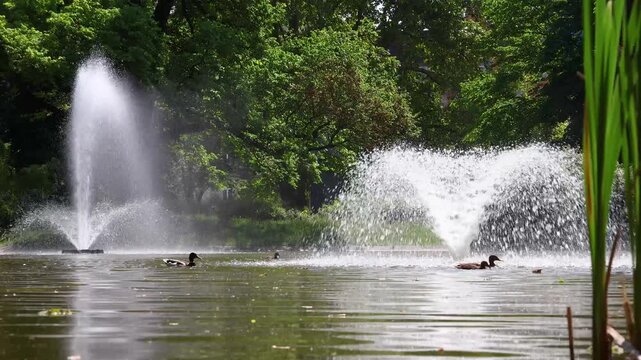 Water fountains spraying in park pond with ducks swimming