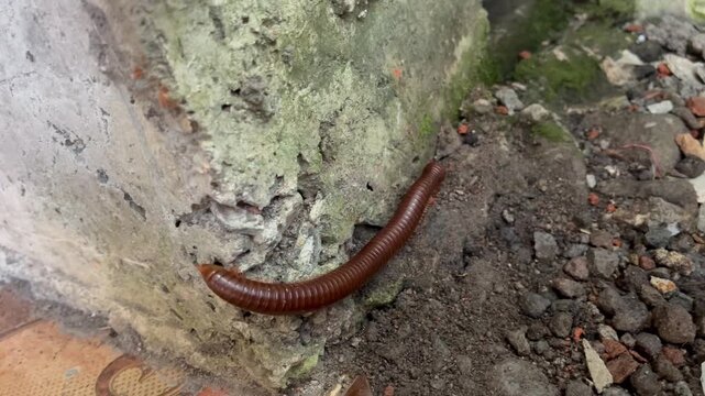 Millipede crawling on damp soil near concrete wall