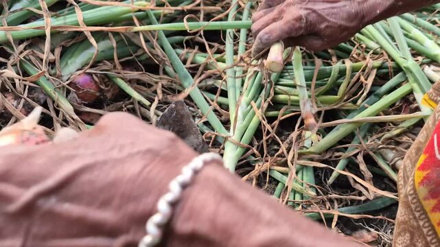 Female Farmer Hands Trimming Roots from Harvested Onion Bulbs