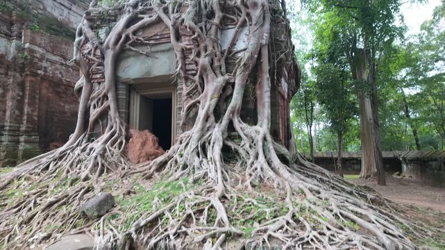 Massive tree roots engulf an ancient temple structure at Koh Ker, Siem Reap, Cambodia. This jungle temple is known for its atmospheric ruins and the way nature has reclaimed it.