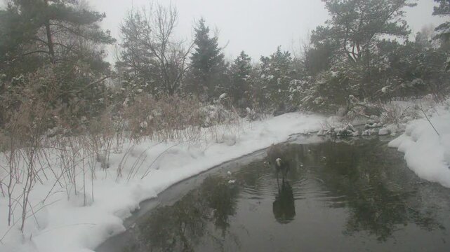 Not migrated Common crane (Grus grus) Wading in a Snowy Forest Stream During foggy Winter morning. Saaremaa, Estonia.
