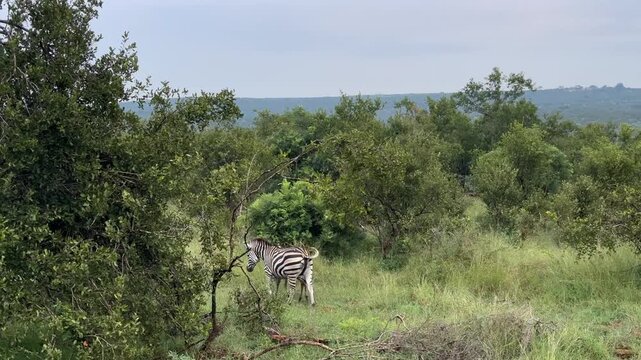 Plains zebra (Equus quagga) with her calf in Kruger National Park, South Africa.