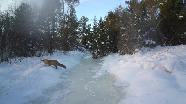 Typical Red fox (Vulpes vulpes) hunting in the snow during wintertime. Saaremaa, Estonia. Suitable for nature documentaries or wildlife education.