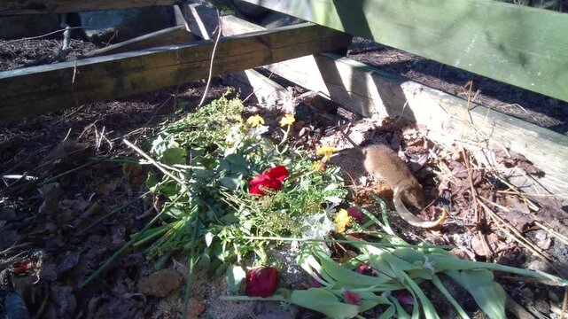 The brown rat (Rattus norvegicus) takes a melon rind from the compost pile and carries it away. Estonia. Suitable for urban wildlife studies.