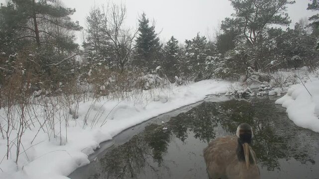 Not migrated Common crane (Grus grus) in front of trail camera in a Snowy Forest Stream During foggy Winter morning. Saaremaa, Estonia.