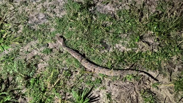 Puff adder (Bitis arietans) moving through grassy terrain at night in the light of a flashlight in Kruger National Park, South Africa. Ideal for nature documentaries.