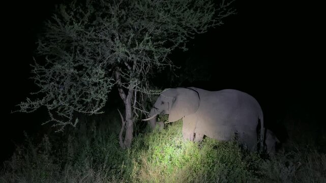 African bush elephant (Loxodonta africana) forages among lush greenery at night, illuminated by spotlight. Kruger National Park, South Africa.