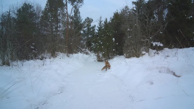 Red fox (Vulpes vulpes) marking its territory by a frozen stream in Saaremaa, Estonia. Suitable for nature documentaries or wildlife education.