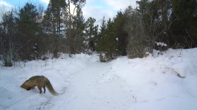 Red fox (Vulpes vulpes) is looking for prey in the snow by a frozen stream in Saaremaa, Estonia. Suitable for nature documentaries or wildlife education.