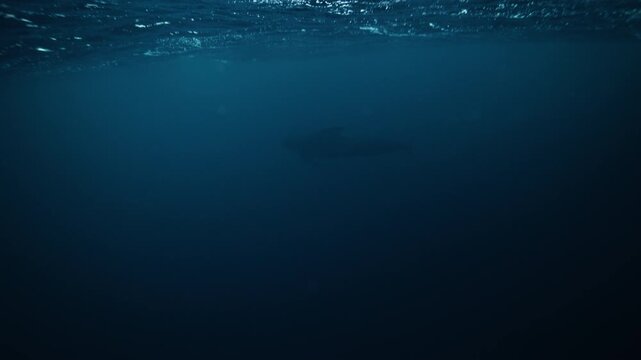 Freediver gliding beneath Arctic Norway fjord surface in calm blue water next to pilot whale swimming