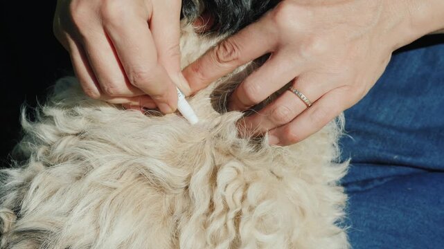 Woman applying flea and tick protection drops on back of dog neck during sunny day.