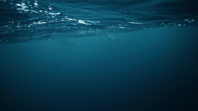 Faint orca or pilot whale shadow beneath Arctic Norway fjord surface in deep blue water