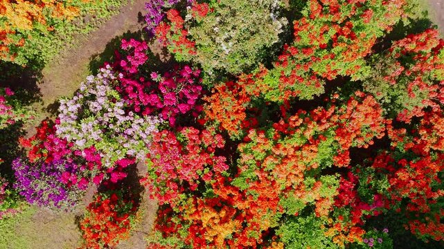 Top down drone glide over vibrant rhododendron blossoms in Botanical Garden Riga