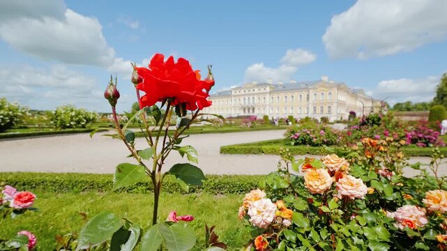 Slow motion roses blooming in Rundale Palace baroque garden Latvia sunny day
