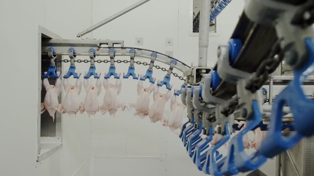 Static shot of chicken processing line with carcasses moving on conveyor