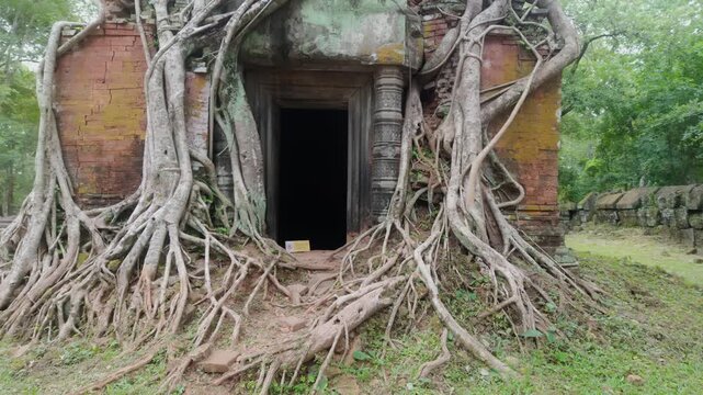 Massive tree roots engulf an ancient temple structure at Koh Ker, Siem Reap, Cambodia. This jungle temple is known for its atmospheric ruins and the way nature has reclaimed it.