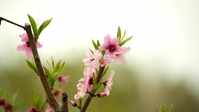 Cinematic View of Peach Blossom (Prunus persica)