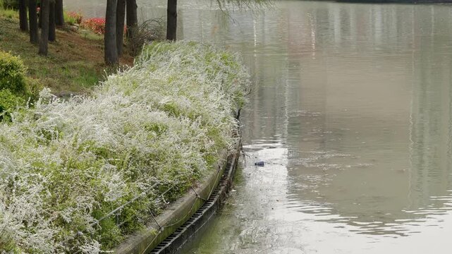 Masses of white bridal wreath spirea bloom along a tranquil canal bank in spring