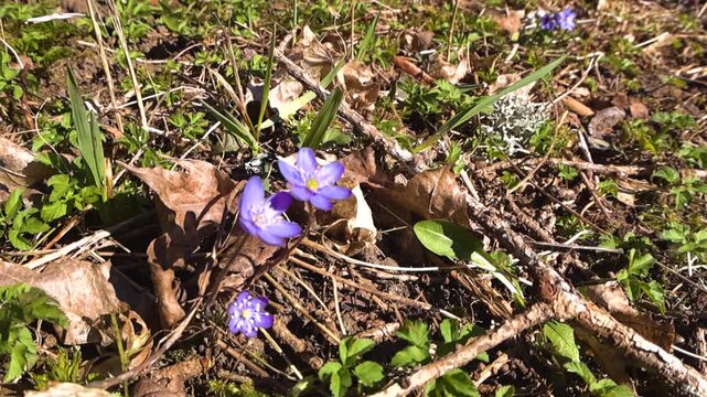 Beautiful wild purple liverwort flowers, hepatica nobilis, blooming in early spring on a sunny forest floor among dry leaves and green moss, heralding the arrival of the new season