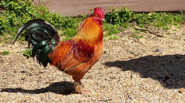 Colorful rooster with iridescent tail feathers standing on gravel in farmyard