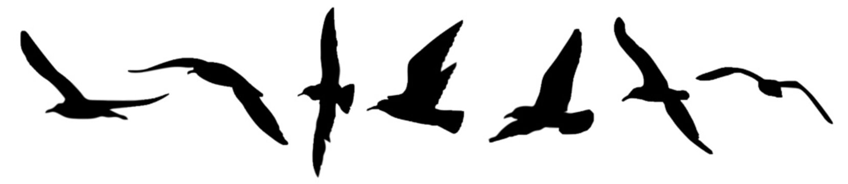 Set of flying bird silhouettes in various poses on white background