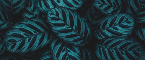 A close-up of dark green leaves with striking light green stripes, creating a textured and visually appealing natural pattern. © al-sultan