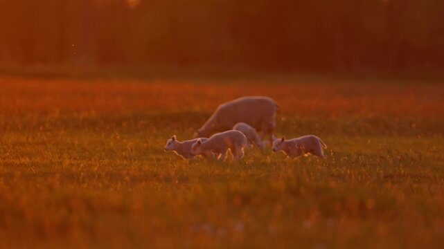 Gambolling lambs run and jump in pasture backlit by orange sunset light, slomo