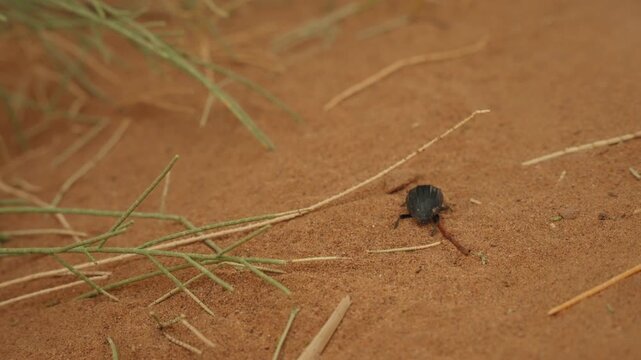 Small black darkling beetle moving across red Sahara sand beside dry grass blades in Morocco