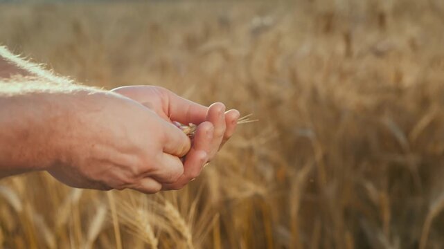 Close up of hands checking ripeness of wheat ears in sunlit field during harvest.