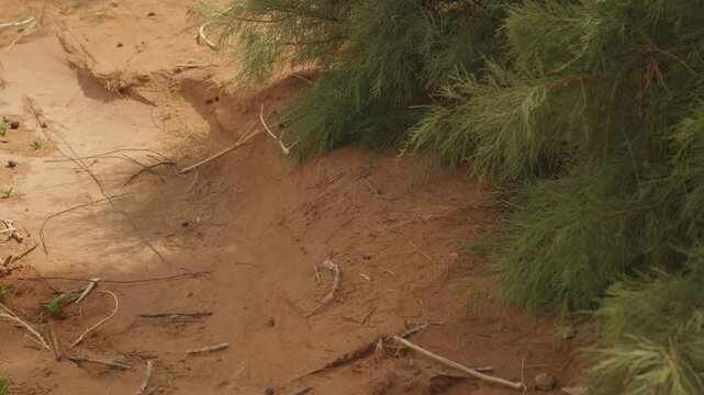 Tamarisk shrub with exposed roots and scattered branches anchored on red Sahara sand dune slope in Morocco
