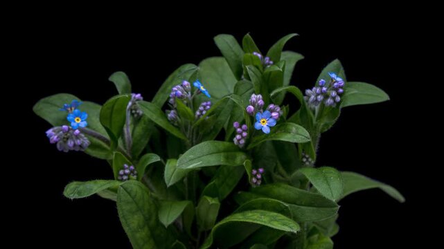 Timelapse of  bouquet of delicate forget-me-not flowers opening