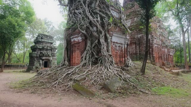 Massive tree roots engulf an ancient temple structure at Koh Ker, Siem Reap, Cambodia. This jungle temple is known for its atmospheric ruins and the way nature has reclaimed it.