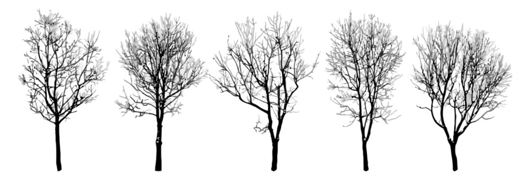 Set of isolated leafless deciduous trees, black silhouettes on white