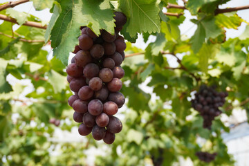 Fototapeta premium Fresh bunch of ripe purple grapes hanging on the vine in a sun-drenched vineyard, perfect for wine branding, organic food packaging, and agricultural concepts.