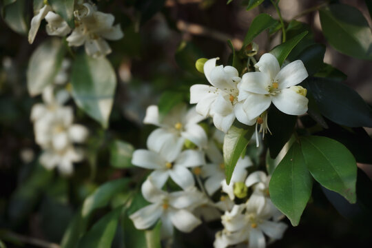 Fragrant white murraya flowers blooming beautifully in a lush green backyard garden, perfect for wellness, spa, and organic beauty product branding.