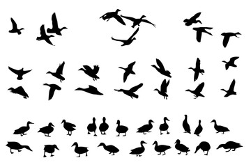 Fototapeta premium Black Duck Silhouettes Collection in Various Poses for Design