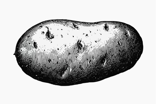 Vintage Potato Silhouette Illustration