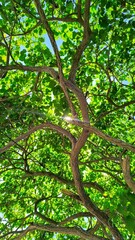 Obraz premium features a low-angle view of a lush tree canopy. Sunlight filters through the dense green foliage, creating a warm sunflare effect . The twisting trunks and branches provide natural texture and a sens
