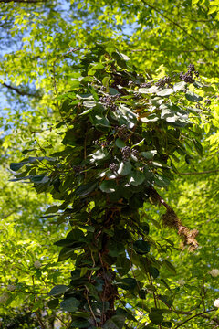 The colchis ivy (Hedera colchica) with ripe berries in spring.
