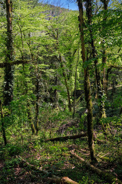 The forest area in Khosta Yew-Boxwood Grove in spring.