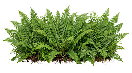 Lush green fern plant foliage isolated on transparent background © BTG