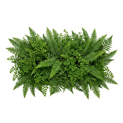 Top down view of dense green fern plant foliage © BTG