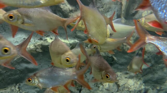Giant Snakehead (Channa micropeltes) Fish Swimming in Aquarium Tank