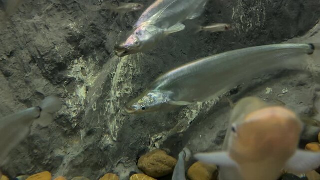 Metallic Sheatfish Swimming in Aquarium Tank
