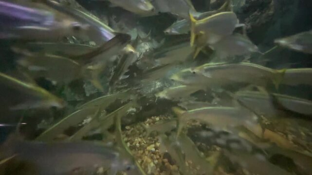 A dynamic shot capturing a large school fish (commonly known as a type of shark catfish) swimming actively inside a dimly lit aquarium. 