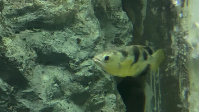 A close-up shot of a Seven-spot Archerfish (Toxotes chatareus) swimming gracefully in a well-lit aquarium tank. 